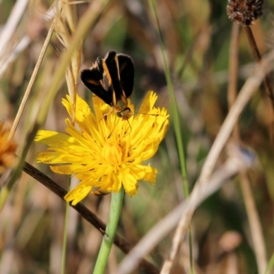 Taractrocera papyria (White-banded Grass-dart) at Wodonga, VIC - 19 Mar 2022 by KylieWaldon