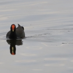 Gallinula tenebrosa (Dusky Moorhen) at Belconnen, ACT - 20 Mar 2022 by JimL