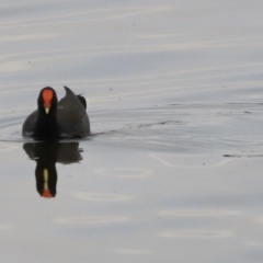 Gallinula tenebrosa (Dusky Moorhen) at Belconnen, ACT - 19 Mar 2022 by JimL