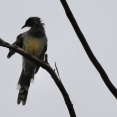 Anthochaera carunculata (Red Wattlebird) at Belconnen, ACT - 19 Mar 2022 by JimL