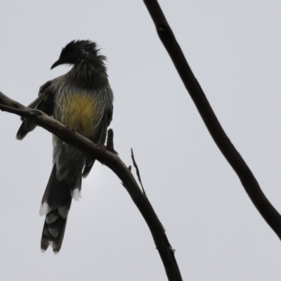 Anthochaera carunculata (Red Wattlebird) at Belconnen, ACT - 20 Mar 2022 by JimL
