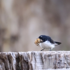 Rhipidura leucophrys (Willie Wagtail) at Belconnen, ACT - 20 Mar 2022 by JimL