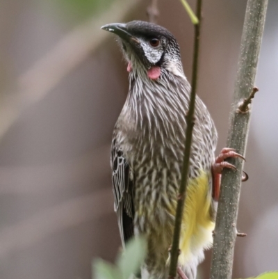 Anthochaera carunculata (Red Wattlebird) at Belconnen, ACT - 20 Mar 2022 by JimL