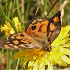 Heteronympha penelope (Shouldered Brown) at Cotter River, ACT - 21 Mar 2022 by JohnBundock