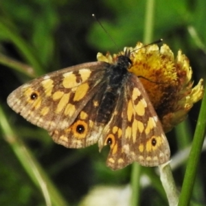 Oreixenica orichora at Cotter River, ACT - 21 Mar 2022