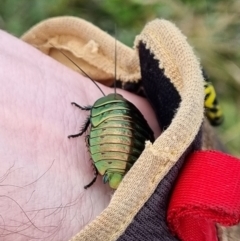 Polyzosteria viridissima (Alpine Metallic Cockroach) at Kosciuszko National Park - 19 Mar 2022 by dan.clark
