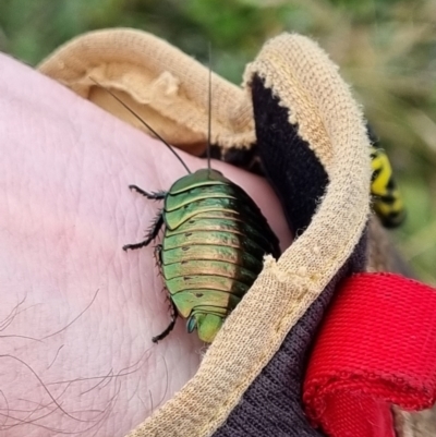 Polyzosteria viridissima (Alpine Metallic Cockroach) at Kosciuszko National Park - 19 Mar 2022 by dan.clark