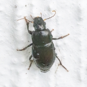 Harpalini sp. (tribe) at Googong, NSW - 20 Mar 2022 01:49 PM