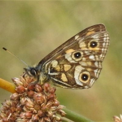 Oreixenica lathoniella (Silver Xenica) at Cotter River, ACT - 21 Mar 2022 by JohnBundock