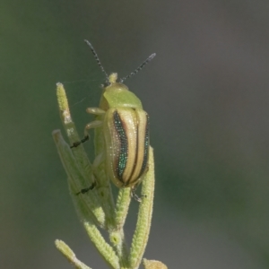 Calomela juncta at Googong, NSW - 10 Mar 2022 02:57 PM