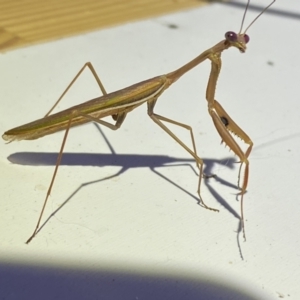 Pseudomantis albofimbriata at Jerrabomberra, NSW - suppressed