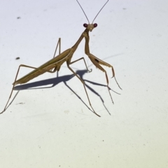 Pseudomantis albofimbriata at Jerrabomberra, NSW - suppressed