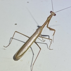 Pseudomantis albofimbriata at Jerrabomberra, NSW - suppressed