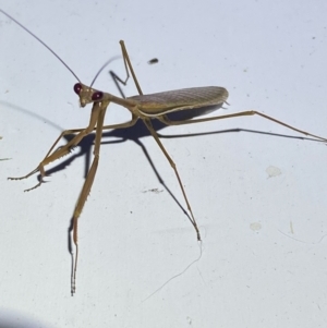 Pseudomantis albofimbriata at Jerrabomberra, NSW - suppressed