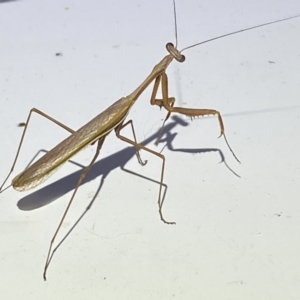 Pseudomantis albofimbriata at Jerrabomberra, NSW - suppressed