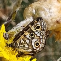 Oreixenica latialis at Pilot Wilderness, NSW - suppressed