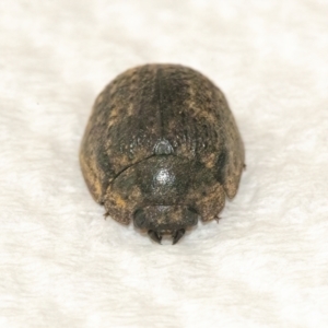 Trachymela sp. (genus) at Googong, NSW - 10 Mar 2022