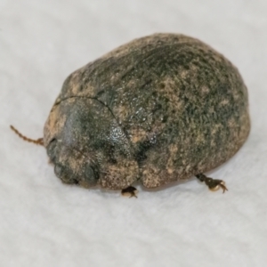 Trachymela sp. (genus) at Googong, NSW - 10 Mar 2022