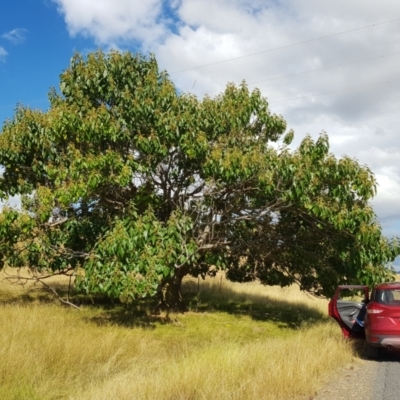 Triadica sebifera (Chinese Tallow Tree) at Wee Jasper, NSW - 19 Mar 2022 by roman_soroka