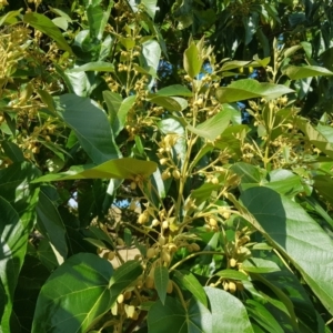 Triadica sebifera at Wee Jasper, NSW - 19 Mar 2022