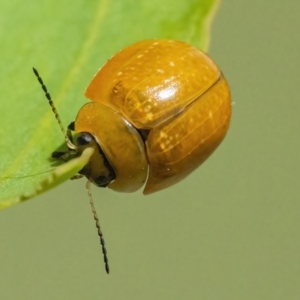 Paropsisterna cloelia at Googong, NSW - 10 Mar 2022