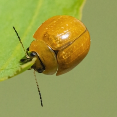 Paropsisterna cloelia (Eucalyptus variegated beetle) at Googong, NSW - 10 Mar 2022 by WHall