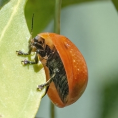 Paropsisterna cloelia at Googong, NSW - 10 Mar 2022