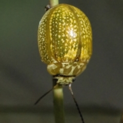 Paropsisterna cloelia (Eucalyptus variegated beetle) at Googong, NSW - 10 Mar 2022 by WHall