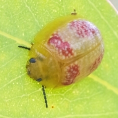 Paropsisterna fastidiosa at Googong, NSW - 10 Mar 2022 03:13 PM