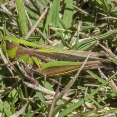 Caledia captiva (grasshopper) at Googong, NSW - 10 Mar 2022 by WHall