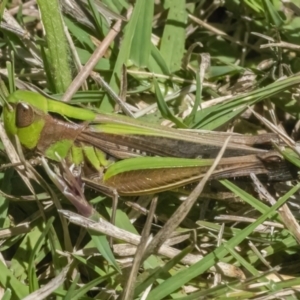 Caledia captiva at Googong, NSW - 10 Mar 2022 01:35 PM