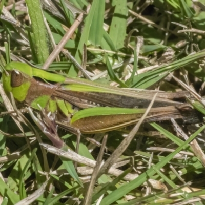 Caledia captiva (grasshopper) at Googong, NSW - 10 Mar 2022 by WHall
