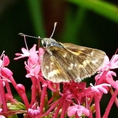 Taractrocera papyria (White-banded Grass-dart) at Crooked Corner, NSW - 18 Mar 2022 by Milly