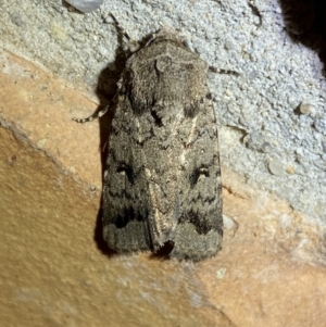 Proteuxoa capularis at Jerrabomberra, NSW - suppressed