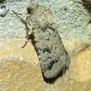 Proteuxoa capularis at Jerrabomberra, NSW - suppressed