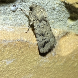 Proteuxoa capularis at Jerrabomberra, NSW - suppressed