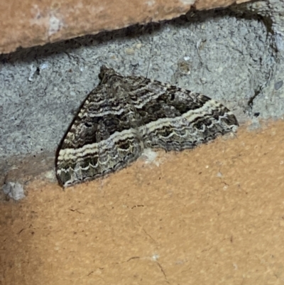 Chrysolarentia subrectaria (A Geometer moth) at Jerrabomberra, NSW - 22 Mar 2022 by Steve_Bok