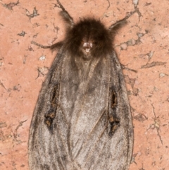 Leptocneria reducta (White Cedar Moth) at Melba, ACT - 20 Jan 2022 by kasiaaus