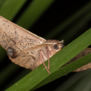 Antictenia punctunculus at Melba, ACT - 21 Jan 2022