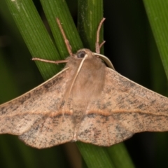 Antictenia punctunculus at Melba, ACT - 21 Jan 2022