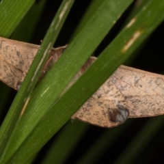 Antictenia punctunculus at Melba, ACT - 21 Jan 2022