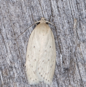 Garrha carnea at Melba, ACT - 21 Jan 2022