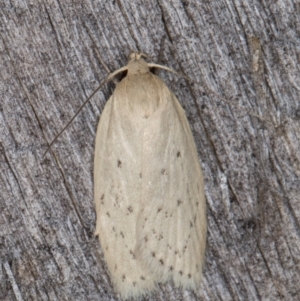 Garrha carnea at Melba, ACT - 21 Jan 2022