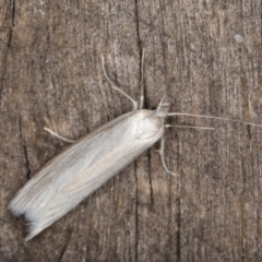 Philobota physaula at Melba, ACT - 21 Jan 2022 10:18 PM