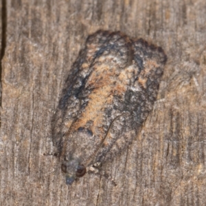 Thrincophora impletana at Melba, ACT - 21 Jan 2022 10:20 PM