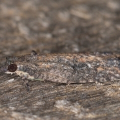 Thrincophora impletana at Melba, ACT - 21 Jan 2022