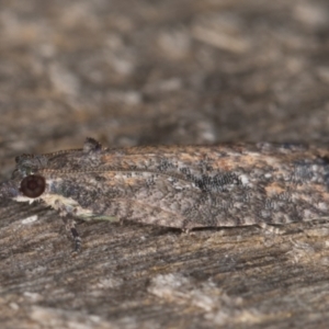 Thrincophora impletana at Melba, ACT - 21 Jan 2022