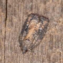 Thrincophora impletana at Melba, ACT - 21 Jan 2022