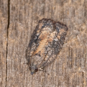 Thrincophora impletana at Melba, ACT - 21 Jan 2022 10:20 PM