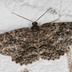 Ectropis fractaria (Ringed Bark Moth) at Melba, ACT - 21 Jan 2022 by kasiaaus